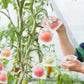 🔥🔥Mehr kaufen – mehr sparen!🥝🍊🍇Fruchtschutzbeutel – Effektiver Schutz für Ihre Früchte!