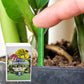 Langzeit-Düngerstäbchen für Pflanzen 🌱⚡